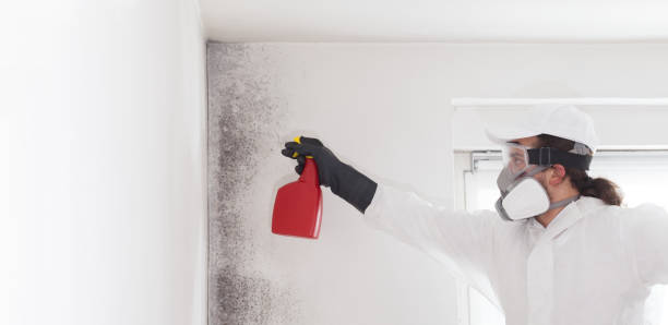 Best Mold Removal Company Near Me  in Lavaca, AR