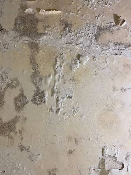 Best Office Mold Removal Services  in Lavaca, AR