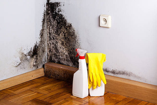 Mold Removal and Inspection in Lavaca, AR