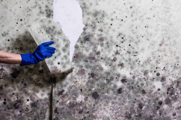 Best Mold Removal and Inspection  in Lavaca, AR